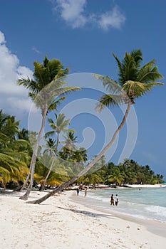 Palm trees on a tropical beach photo