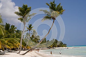 Palm trees on a tropical beach photo