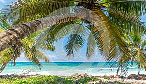 Palm trees in a tropical beach
