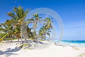 Palm trees on the tropical beach