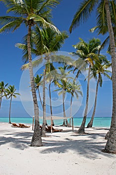 Palmera árboles sobre el Playa 