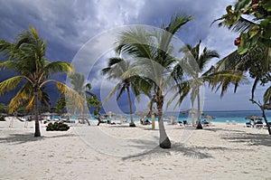 Palm trees on tropical beach