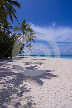 Palm trees on tropical beach