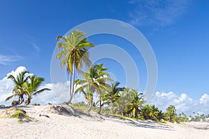 Palmera árboles sobre el Playa,, dominicano 