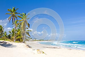 Palm trees on the tropical beach, Bavaro, Punta Cana, Dominican photo