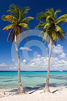Palm trees on the tropical beach, Caribbean Sea