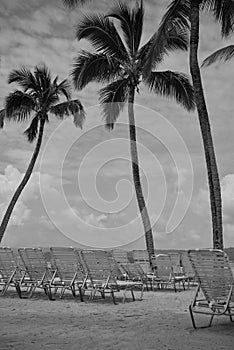 Palm Trees on Tropical Beach of Cayo Levantado in Dominican Republic with Deck Chairs