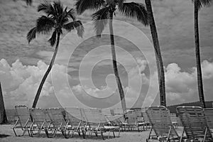 Palm Trees on Tropical Beach of Cayo Levantado in Dominican Republic with Deck Chairs