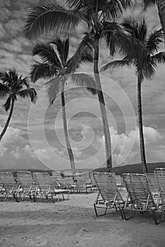 Palm Trees on Tropical Beach of Cayo Levantado in Dominican Republic with Deck Chairs