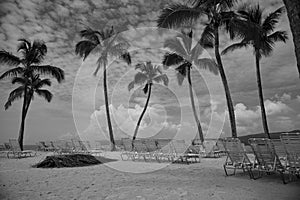 Palm Trees on Tropical Beach of Cayo Levantado in Dominican Republic with Deck Chairs