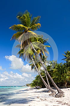 Palm trees on the tropical beach, Dominican Rep