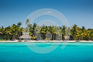 Palm trees on the tropical beach, Dominican Republic photo
