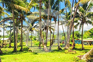 Palm trees on tropical beach in the Fiji Islands