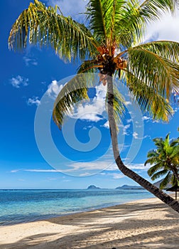 Palm trees in tropical beach in Mauritius island