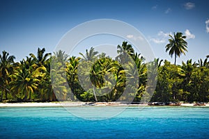 Palm trees on the tropical beach, Saona Island, Dominican Republic.