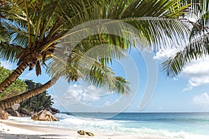 Palm trees on a tropical beach in Seychelles