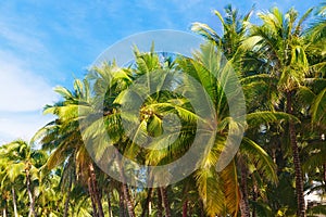 Palm trees on a tropical beach, the sky in the background. Summer vacation concept.