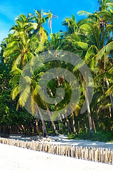 Palm trees on a tropical beach, the sky in the background. Summer vacation concept.