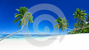 Palm Trees Tropical Beach Summer Vacation Concept