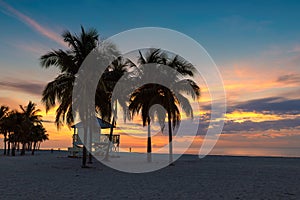 Palm trees on tropical beach at sunrise. Miami Beach