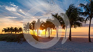 Palm trees on tropical beach at sunrise. Miami Beach
