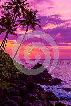 Palm trees on tropical beach at sunset