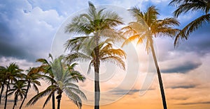 Palm trees on tropical beach at sunset, Florida, USA. photo