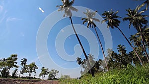 palm trees in tropical climate