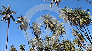 palm trees in tropical climate