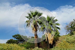 Palm trees in tropical forest