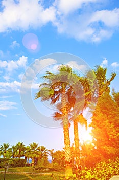 Palm trees tropical garden