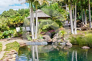 Palm trees in tropical garden in Kerikeri, New Zealand.