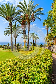 Palm trees in tropical garden on Tenerife island, Spain