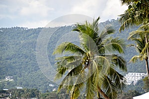 palm trees with tropical island in the background