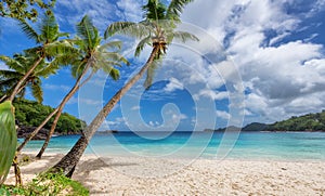 Palm trees on tropical paradise Sunny beach