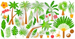 Palm trees tropical plants vector illustration set, cartoon flat indoor garden exotic houseplants from tropics