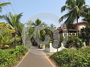 Palm trees in a tropical resort