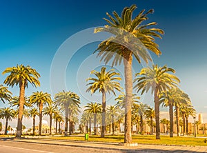 Palm trees in a tropical resort at beautiful sunny day. Image of tropical vacation and sunny happiness.