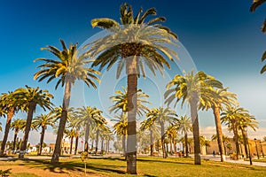 Palm trees in a tropical resort at beautiful sunny day. Image of tropical vacation and sunny happiness.