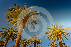 Palm trees in a tropical resort at beautiful sunny day. Image of tropical vacation and sunny happiness.