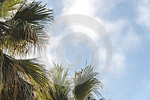 Palm trees in a tropical resort at beautiful sunny day. Image of tropical vacation and sunny happiness. ravel concept design