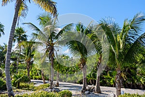 Palm trees in a tropical resort garden. Blue sky background. Roatan, Honduras.