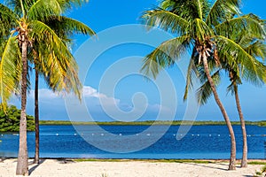 Palm trees on a tropical sandy beach in Key West, Florida Keys.