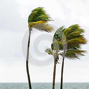 Palm trees in tropical storm, Fort Lauderdale, USA photo
