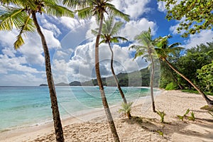 Palm trees on tropical Sunny beach