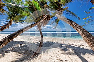 Palm trees on tropical Sunny beach