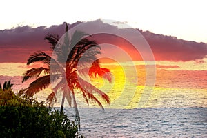 Palm trees at tropical sunset toned photo