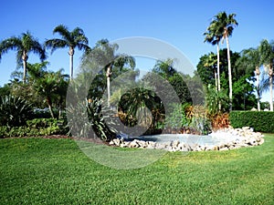 Palm Trees Tropical theme Backdrop