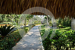 Palm trees and tropical vegetation as seen from under a coconut palm thatched roof. The path shows an interplay of shadows and sun