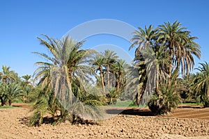 Palm trees in tropics